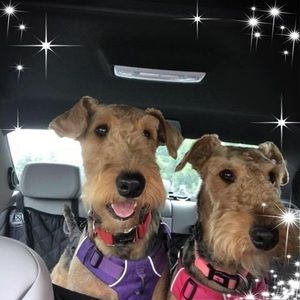 Meet your Posher, Bonnie